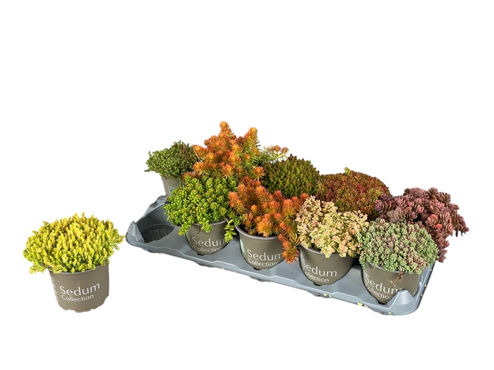 <h4>SEDUM GEM</h4>