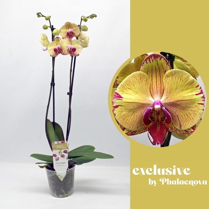 <h4>Iris 2-tak 65cm (GROEN)</h4>