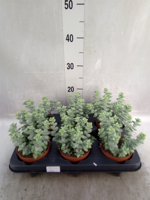 <h4>Crassula perforata</h4>