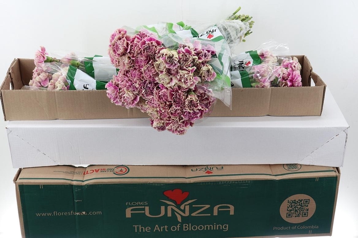 <h4>Di St Antigua Box</h4>