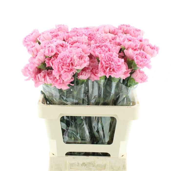 <h4>DI ST JULIA</h4>