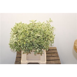 Pitto Silver Queen Bos