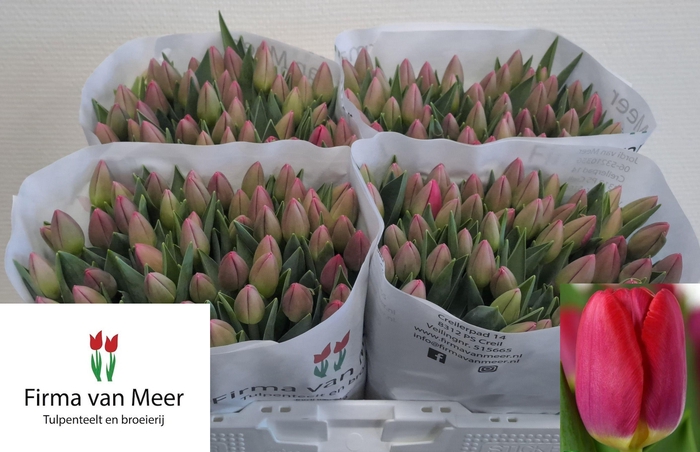 <h4>TU EN LIPSTICK</h4>