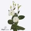 Lisianthus do celeb chrystal