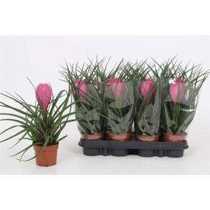 Tillandsia cyanea 'Anita'
