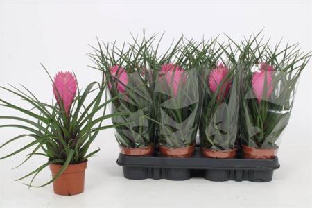 <h4>Tillandsia cyanea 'Anita'</h4>
