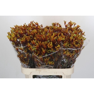 Anigozanthos 'Gold Fever'