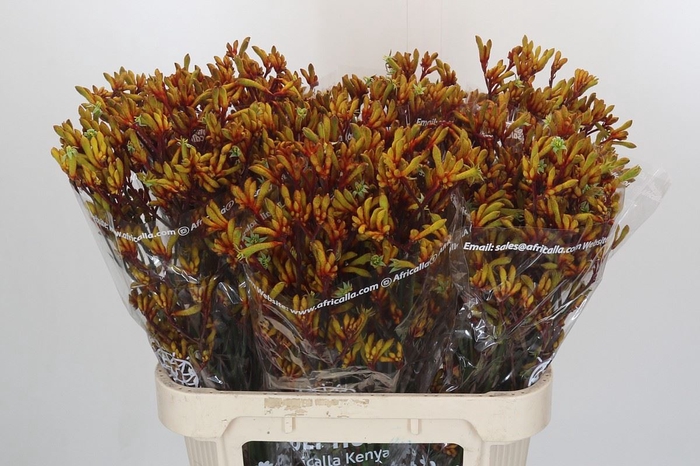 <h4>Anigozanthos 'Gold Fever'</h4>