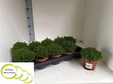 <h4>Hebe Emerald</h4>