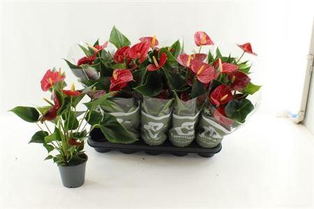 <h4>Anthu An Success Red 4+</h4>