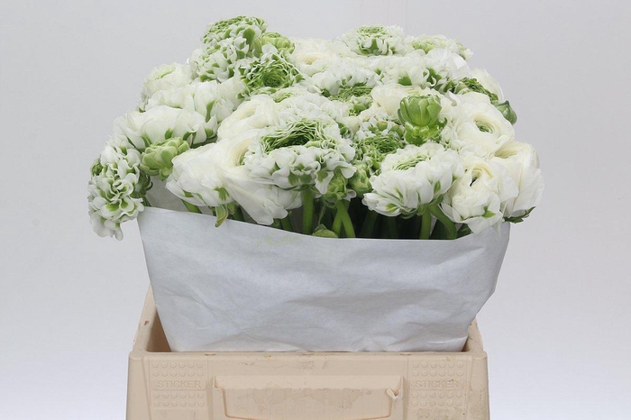 <h4>Ranunculus Pon Pon Igloo</h4>