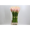Zantedeschia Eydolls Salmon