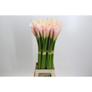 Zantedeschia Eydolls Salmon