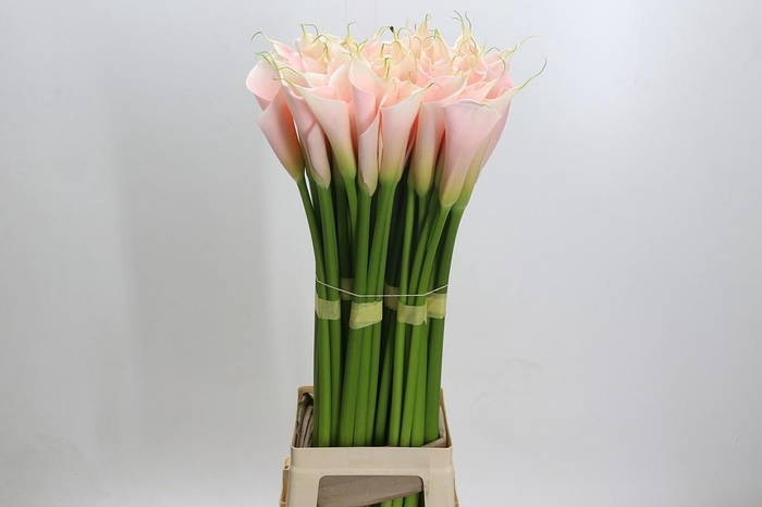 Zantedeschia Eydolls Salmon