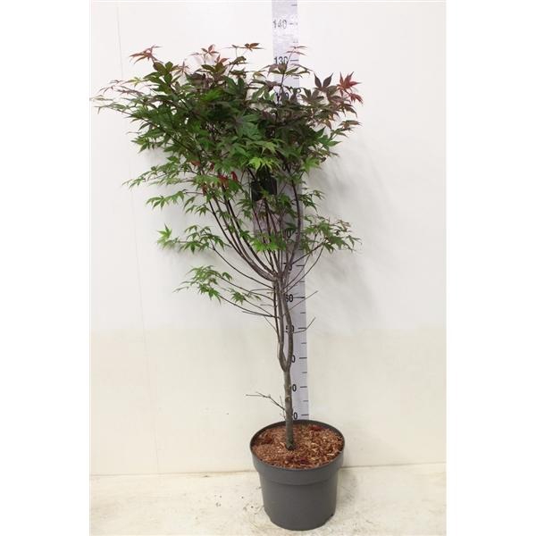 <h4>Acer palmatum 'Atropurpureum' P29 potgekweekt</h4>