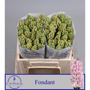 HYAC FONDANT