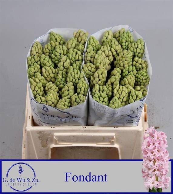 <h4>HYAC FONDANT</h4>