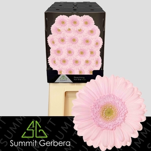 Germini Bridal Kimsey Diamond