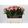 Paeonia Sarah Bernhardt