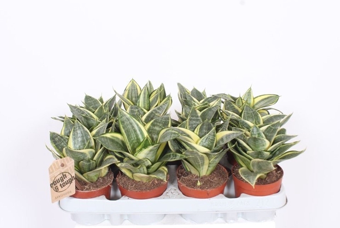 Sansevieria Golden Hahnii