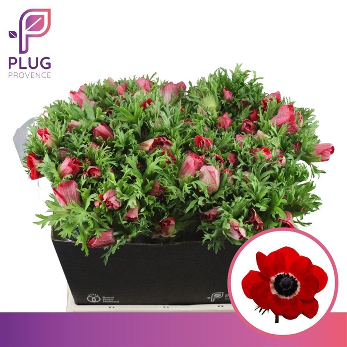 <h4>Anem Marianne Red</h4>