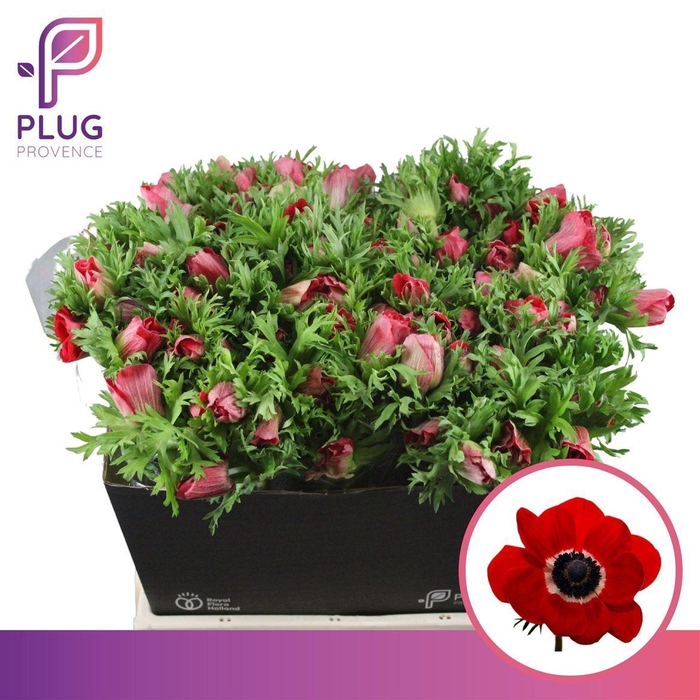 <h4>Anem Marianne Red</h4>