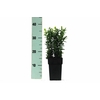 Buxus semp. Bush P11
