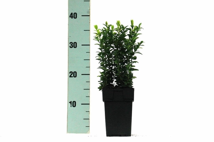 Buxus semp. Bush P11