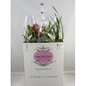 Cymbidium   ...mix