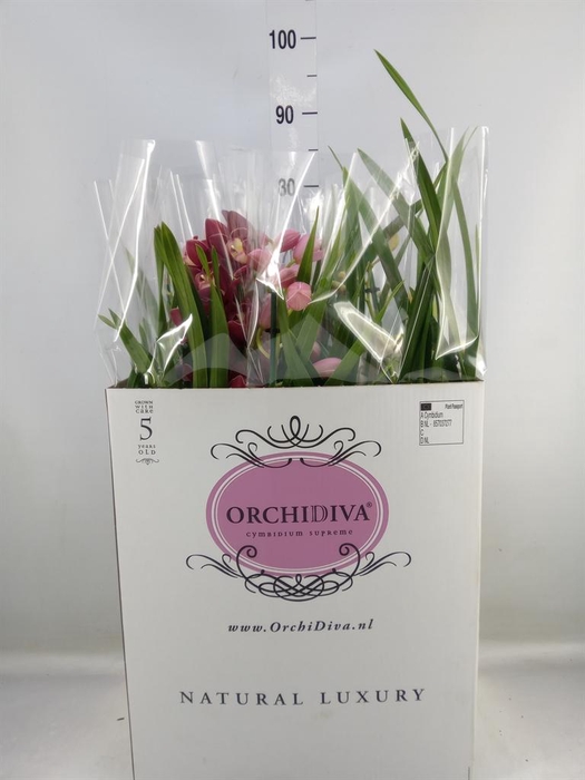 <h4>Cymbidium   ...mix</h4>