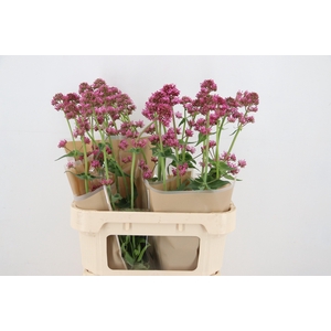 CENTRANTHUS RUBER ROSEUS 080CM