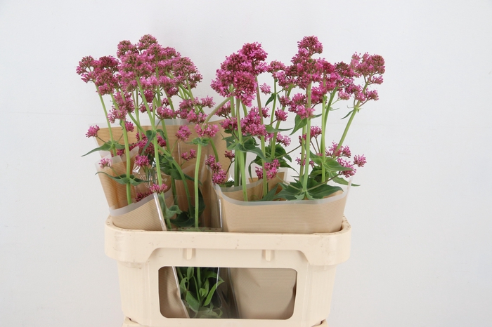 <h4>CENTRANTHUS RUBER ROSEUS 080CM</h4>