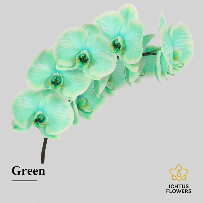 <h4>Phalaenopsis</h4>