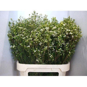 Chame Un Jupite Moon