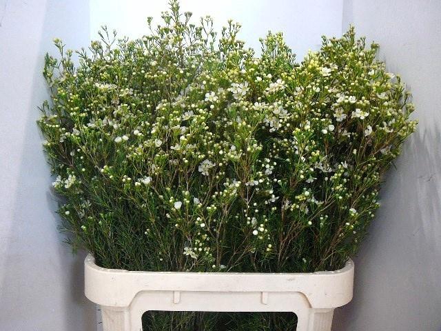 <h4>Chame Un Jupite Moon</h4>