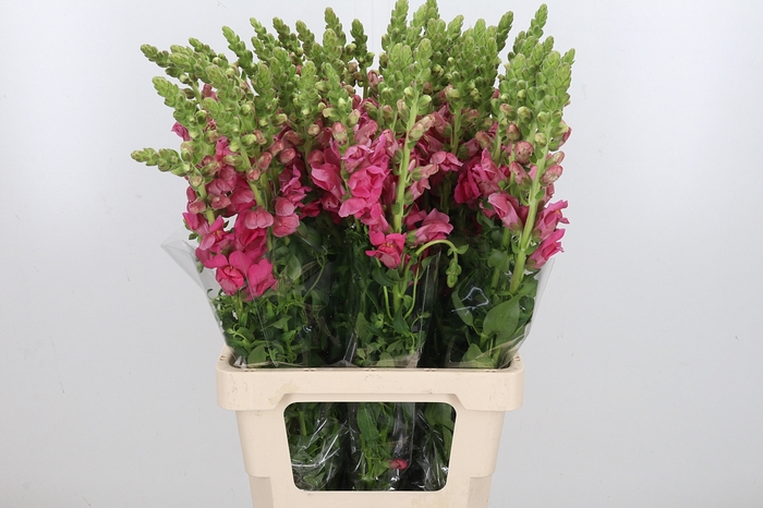 <h4>Antir Poto Cher Rose</h4>