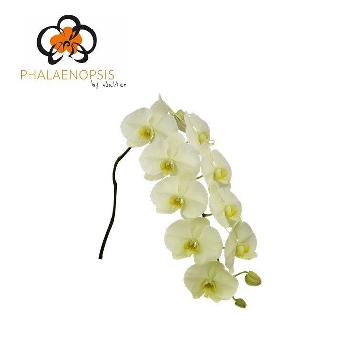 <h4>Phal Limon Bella x 45</h4>