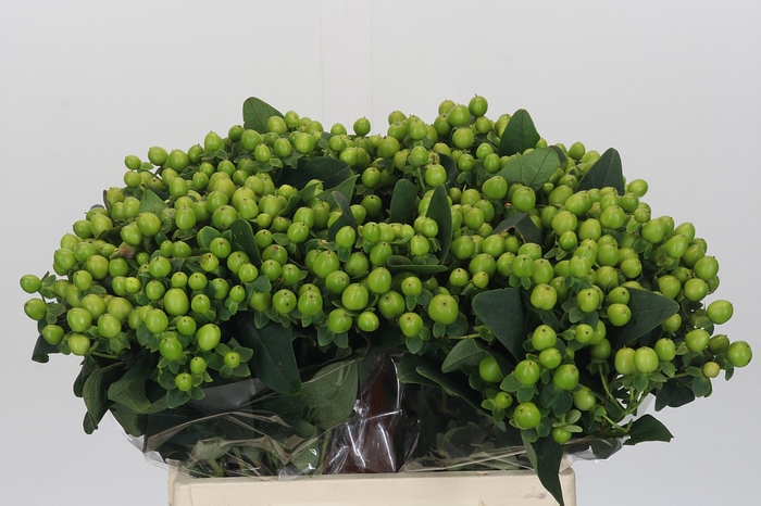 Hypericum Lucky Romance