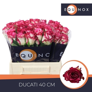 Rosa a grande fleur Ducati