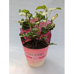 Lavatera 'Rosea' 17 cm in potcover