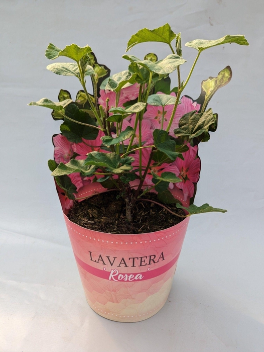 <h4>Lavatera 'Rosea' 17 cm in potcover</h4>