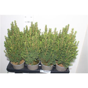 ** Picea Gl Perfecta * Autumn Promo *