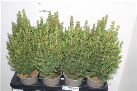 <h4>** Picea Gl Perfecta * Autumn Promo *</h4>