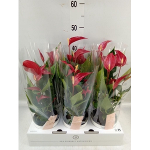 Anthurium  'Banderola Roja'