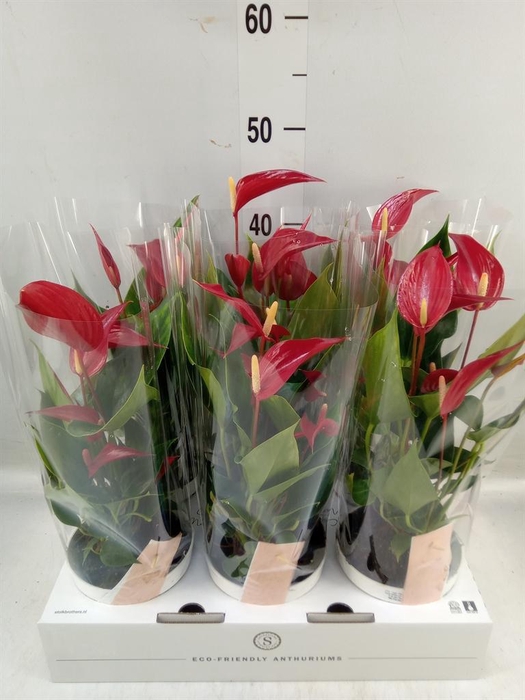 <h4>Anthurium  'Banderola Roja'</h4>