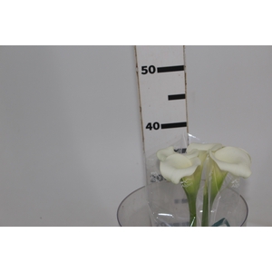 CALLAS VENTURA 040 CM