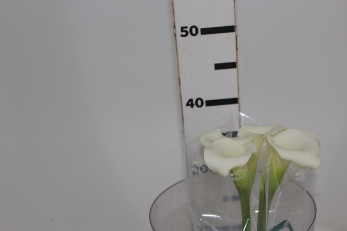 <h4>CALLAS VENTURA 040 CM</h4>