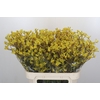 Anigozanthos Bush Down