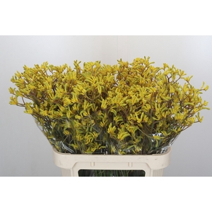 Anigozanthos Bush Down