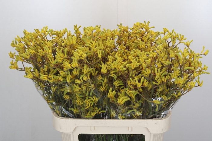 <h4>Anigozanthos Bush Down</h4>